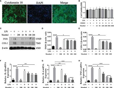 Menthol Targeting AMPK Alleviates the Inflammatory Response of Bovine Mammary Epithelial Cells and Restores the Synthesis of Milk Fat and Milk Protein